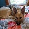 jaxshadow